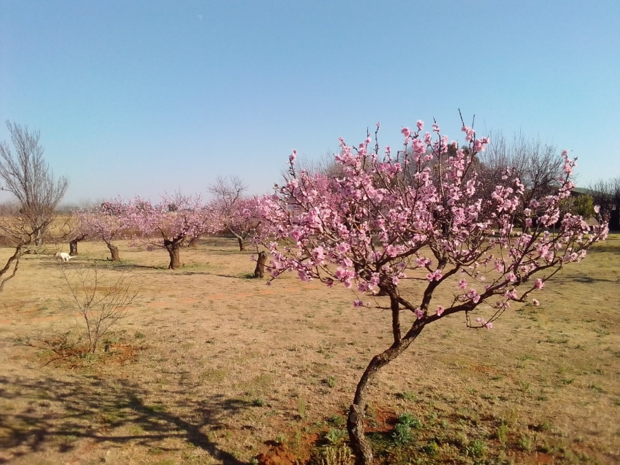 4 Bedroom Property for Sale in Randfontein Rural Gauteng