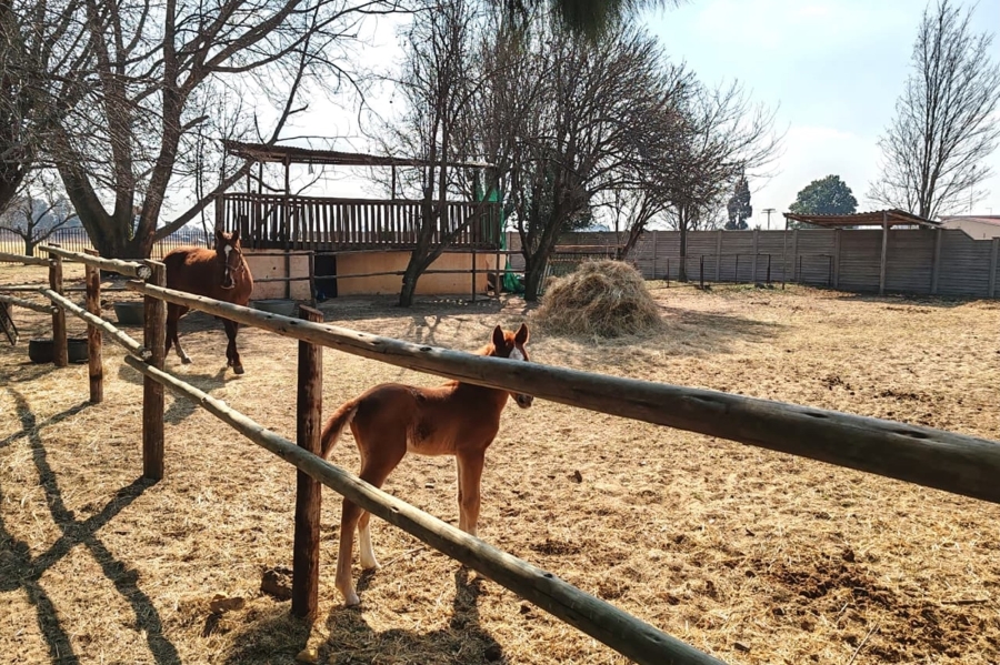 4 Bedroom Property for Sale in Homelands Gauteng