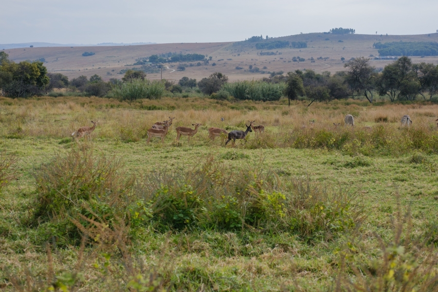 0 Bedroom Property for Sale in Letamo Game Farm Gauteng