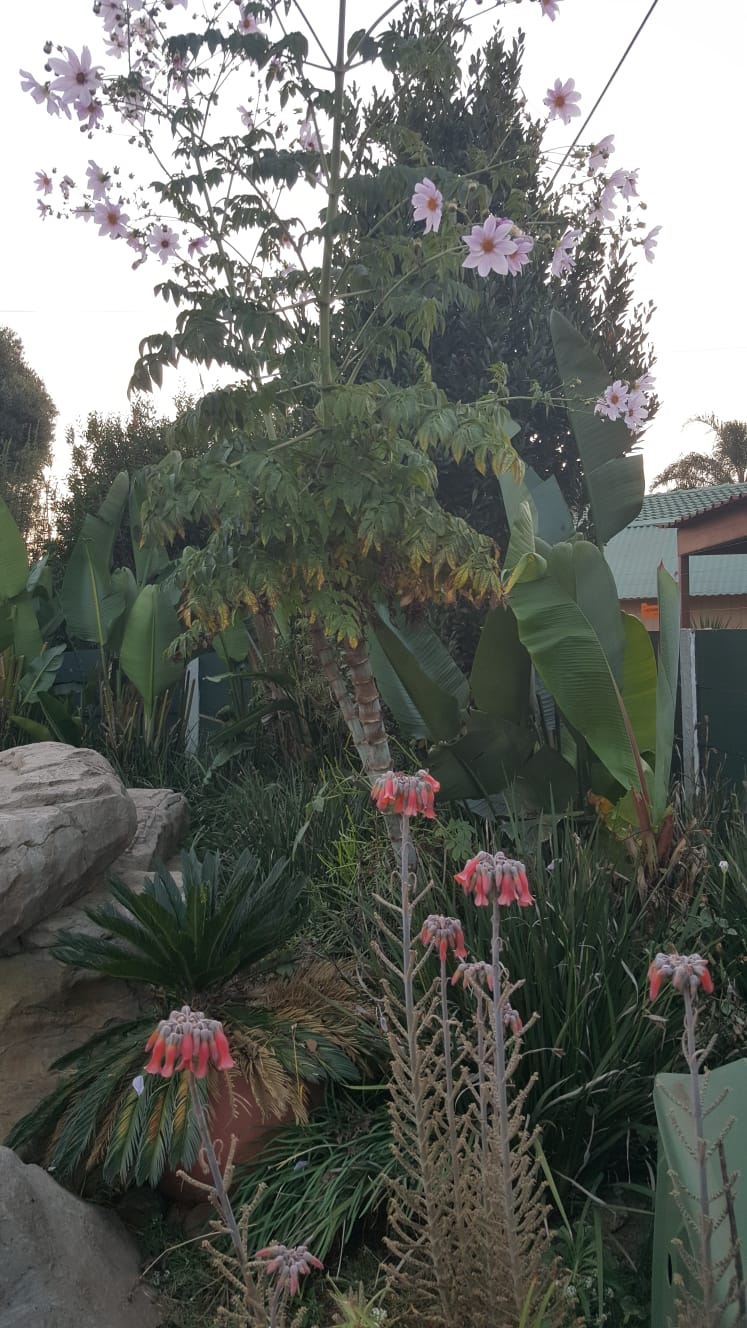 3 Bedroom Property for Sale in Sunair Park Gauteng