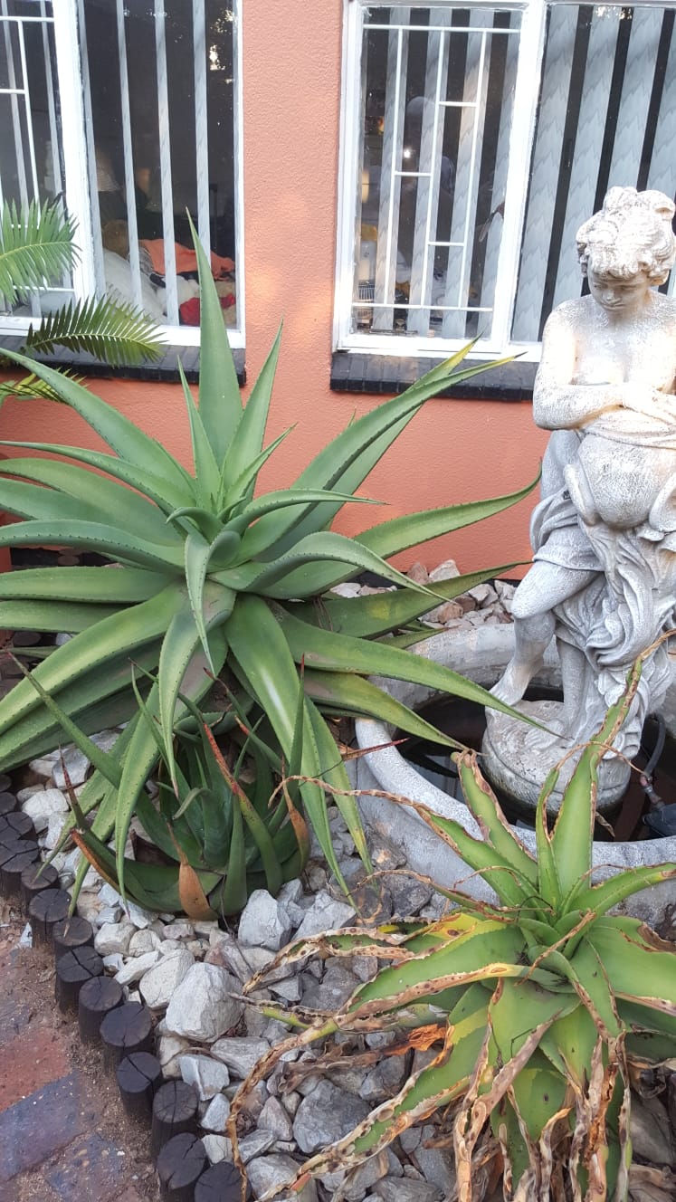 3 Bedroom Property for Sale in Sunair Park Gauteng