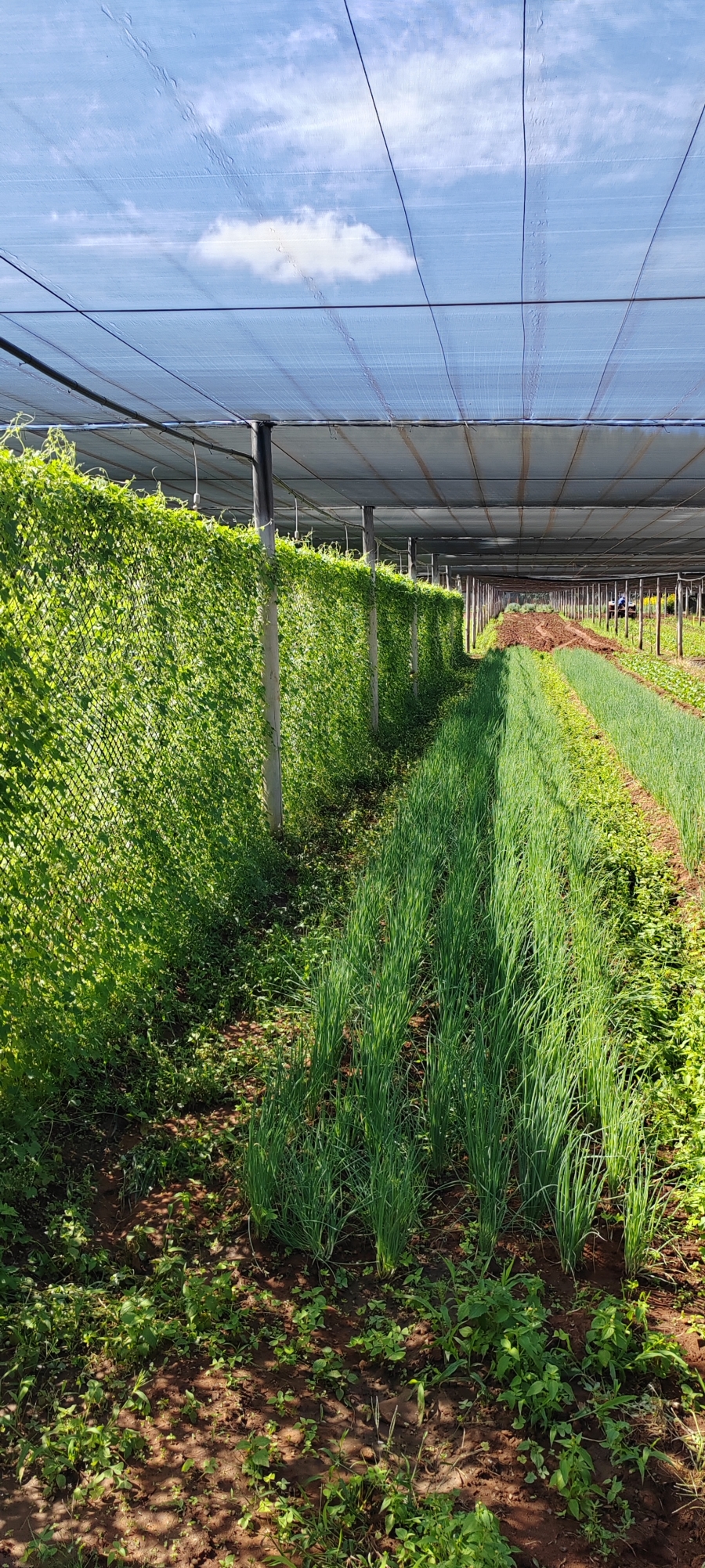 Commercial Property for Sale in Kameeldrift West Gauteng