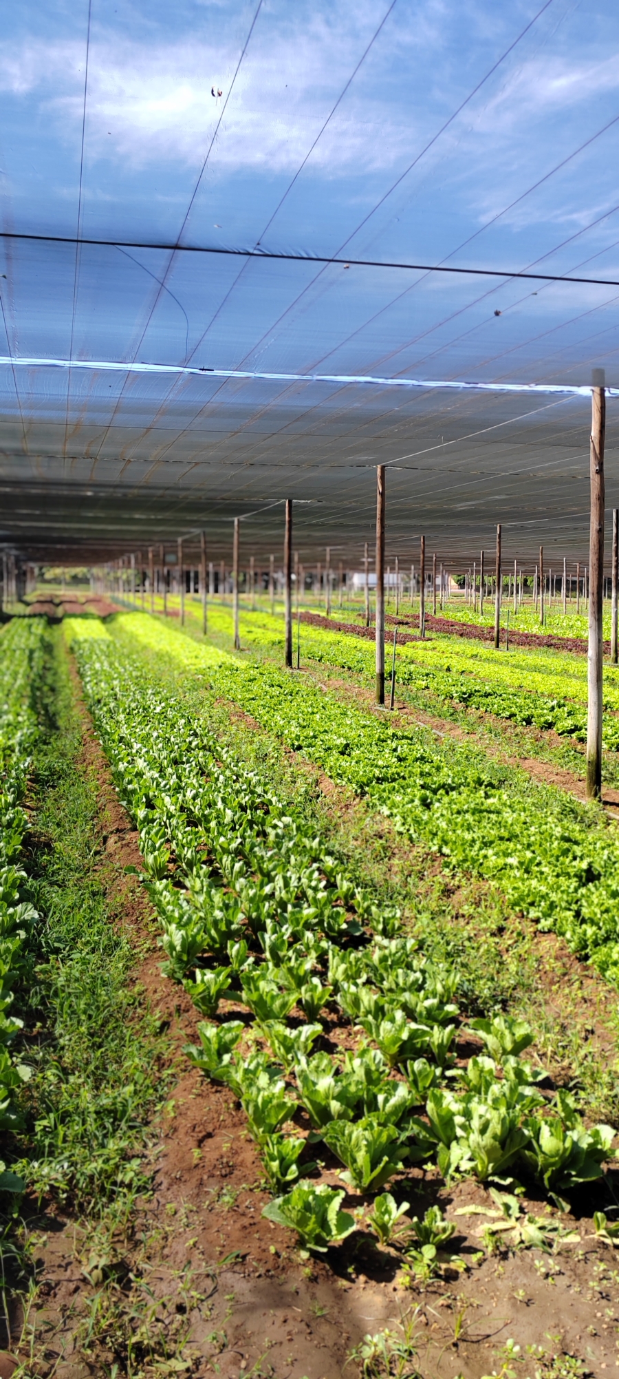 Commercial Property for Sale in Kameeldrift West Gauteng