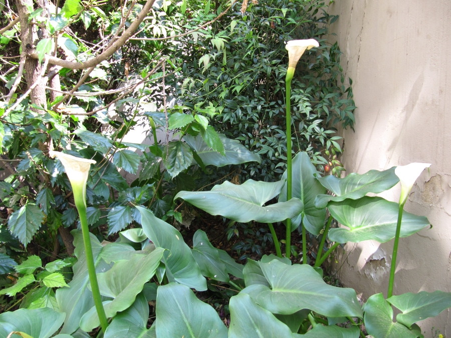 To Let 2 Bedroom Property for Rent in Hyde Park Gauteng