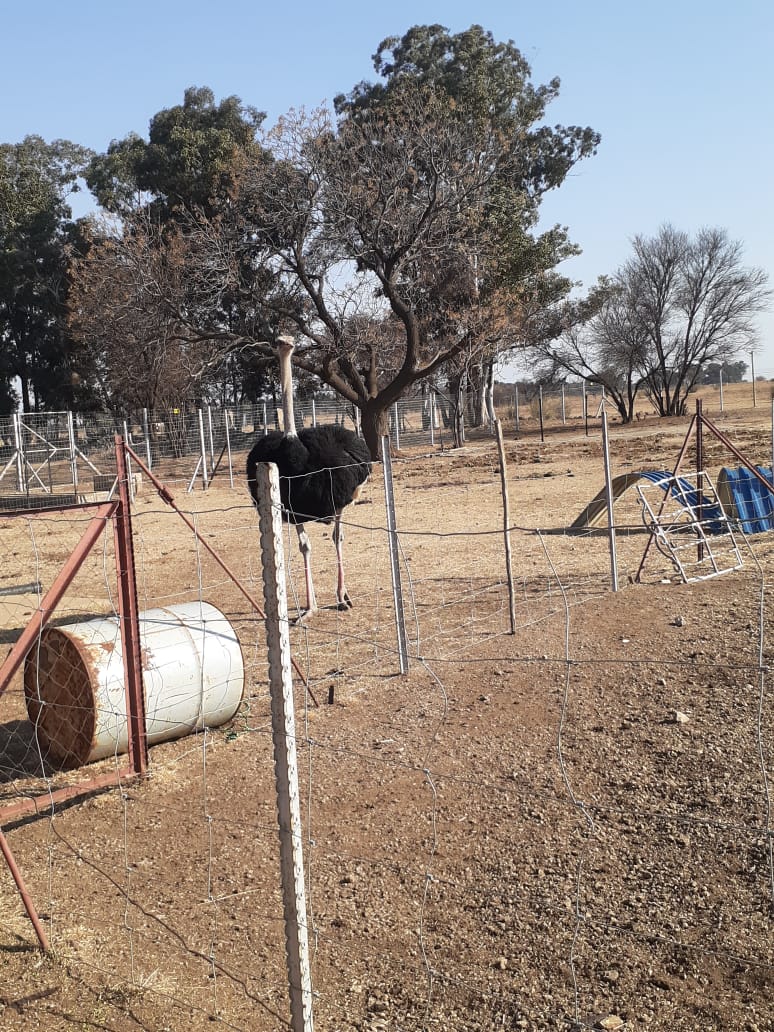 3 Bedroom Property for Sale in Roodia Gauteng