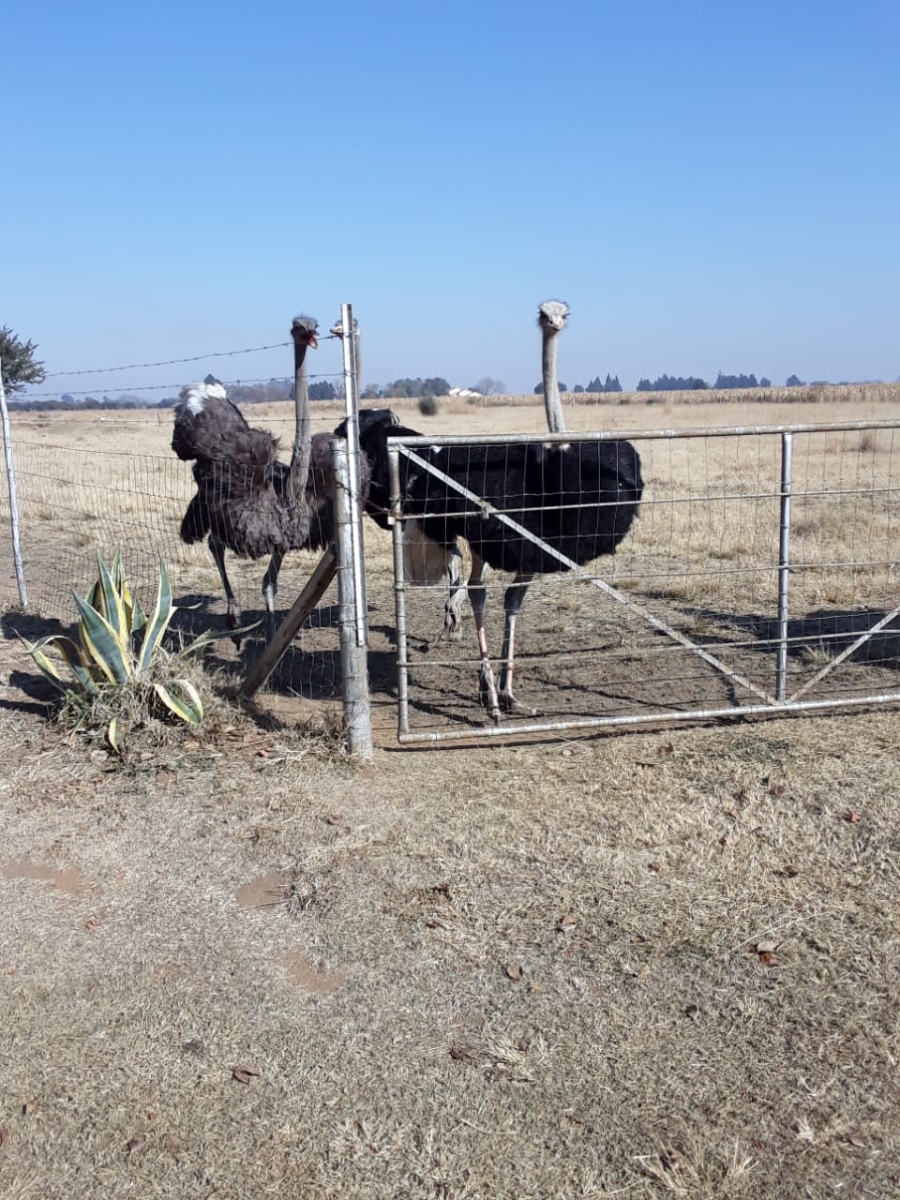 3 Bedroom Property for Sale in Roodia Gauteng