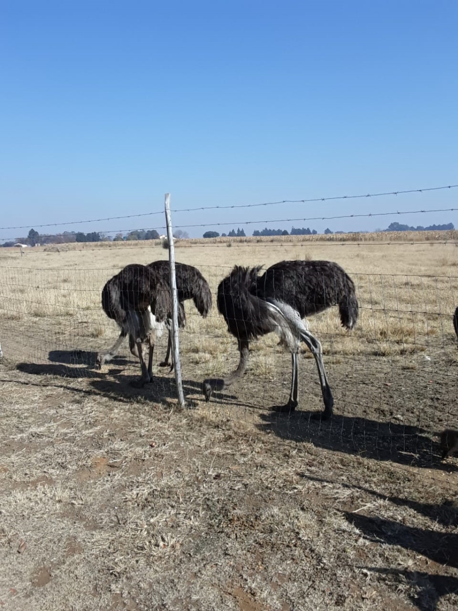 3 Bedroom Property for Sale in Roodia Gauteng