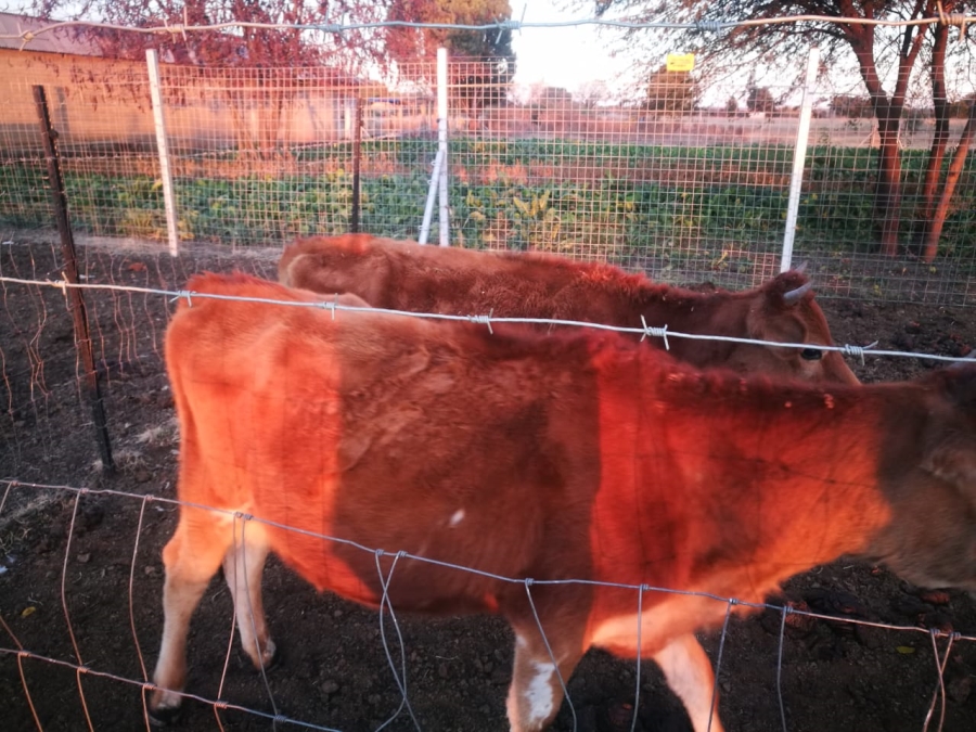 3 Bedroom Property for Sale in Roodia Gauteng
