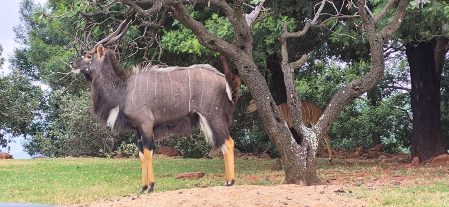 6 Bedroom Property for Sale in Protea Ridge Gauteng