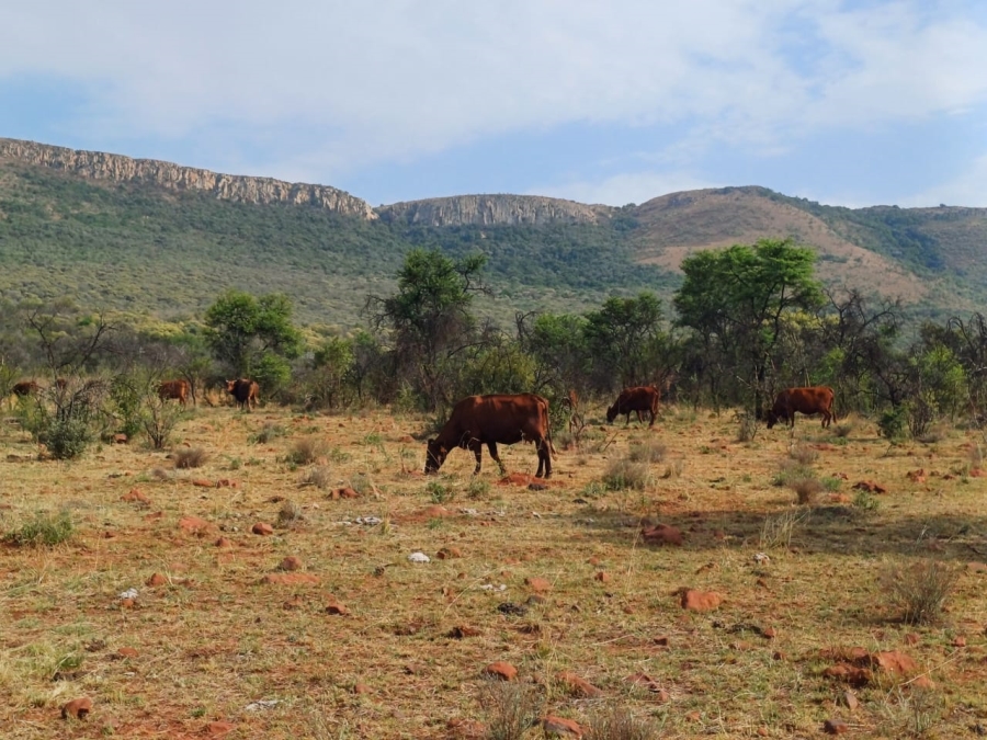 Commercial Property for Sale in Agricultural Holding 501 Gauteng