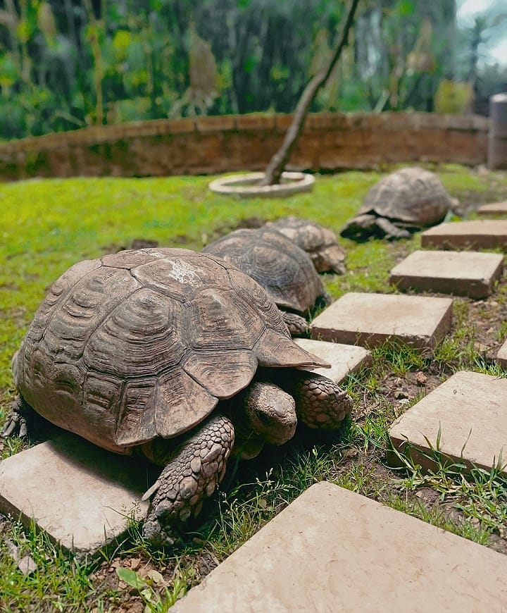 Commercial Property for Sale in Oriel Gauteng