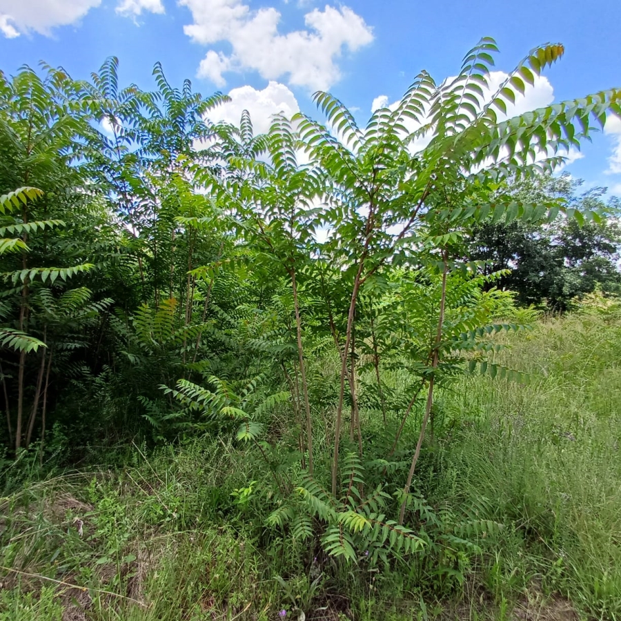 0 Bedroom Property for Sale in Henley on Klip Gauteng