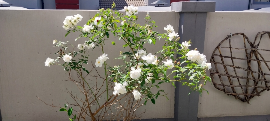 To Let 3 Bedroom Property for Rent in Honeydew Gauteng