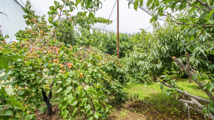 5 Bedroom Property for Sale in Golf View Gauteng