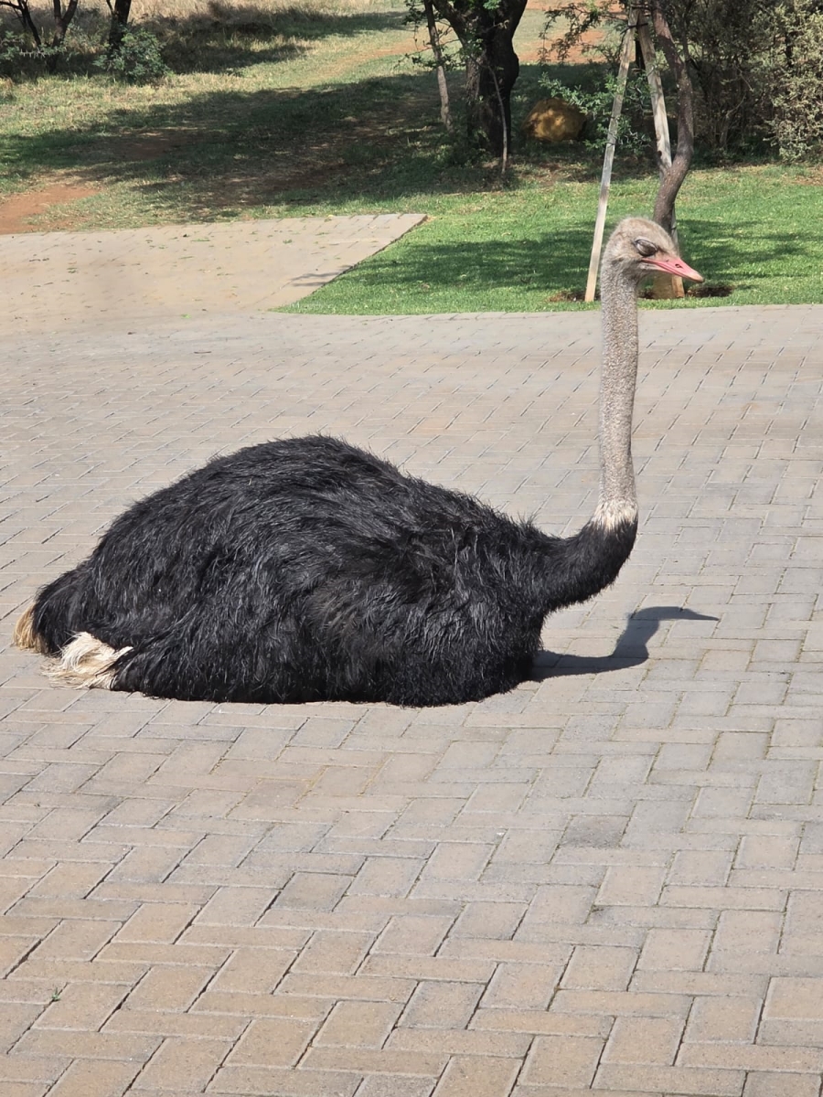 3 Bedroom Property for Sale in Meyerton Rural Gauteng