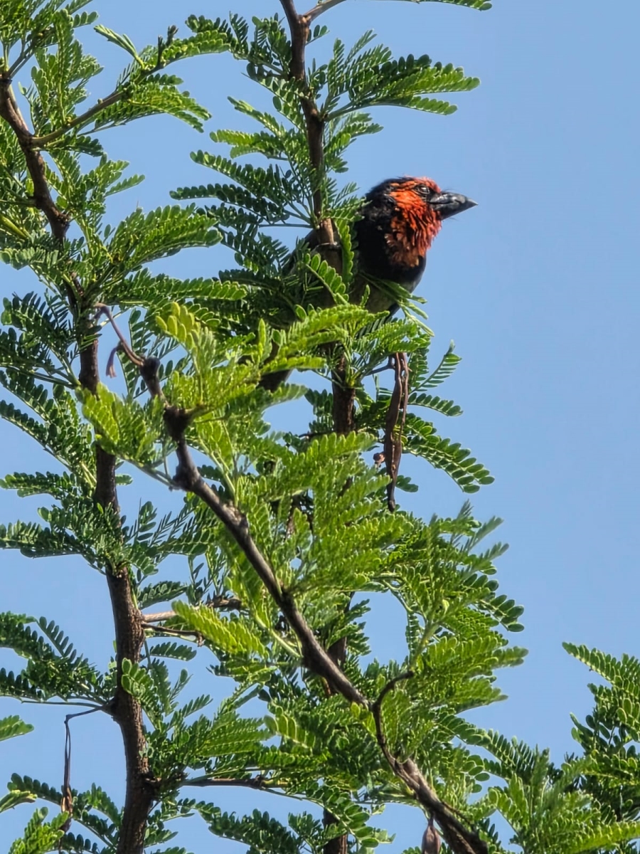 3 Bedroom Property for Sale in Meyerton Rural Gauteng