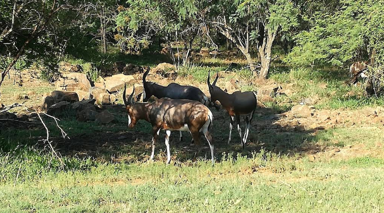 0 Bedroom Property for Sale in Leeuwfontein Gauteng