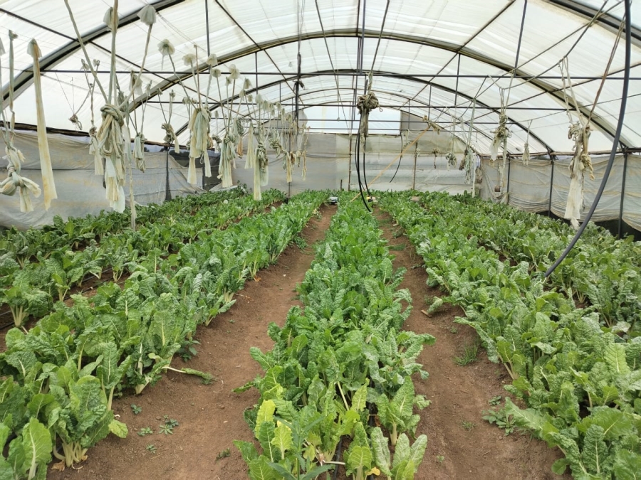 0 Bedroom Property for Sale in Meyerton Park Gauteng