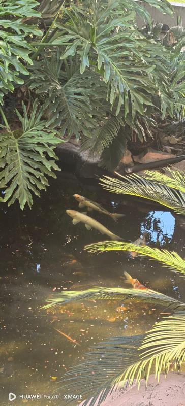 To Let 4 Bedroom Property for Rent in Sundowner Gauteng