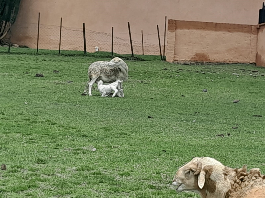 To Let 4 Bedroom Property for Rent in Randpark Ridge Gauteng