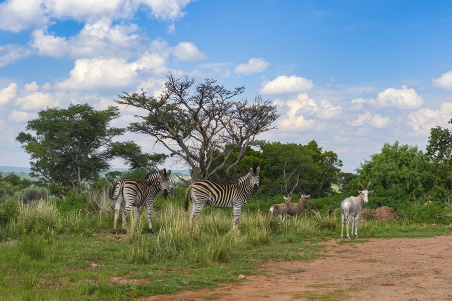 3 Bedroom Property for Sale in Kameeldrift East Gauteng