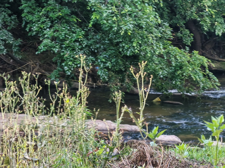 To Let 1 Bedroom Property for Rent in Morningside Manor Gauteng