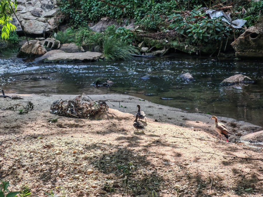 To Let 1 Bedroom Property for Rent in Morningside Manor Gauteng