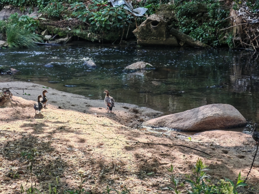 To Let 1 Bedroom Property for Rent in Morningside Manor Gauteng