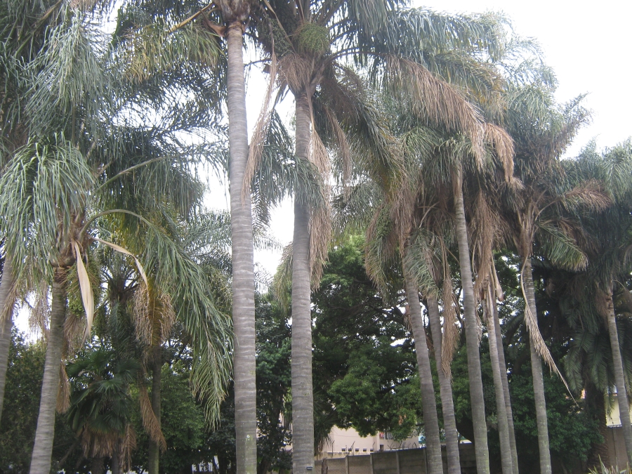 3 Bedroom Property for Sale in Oriel Gauteng