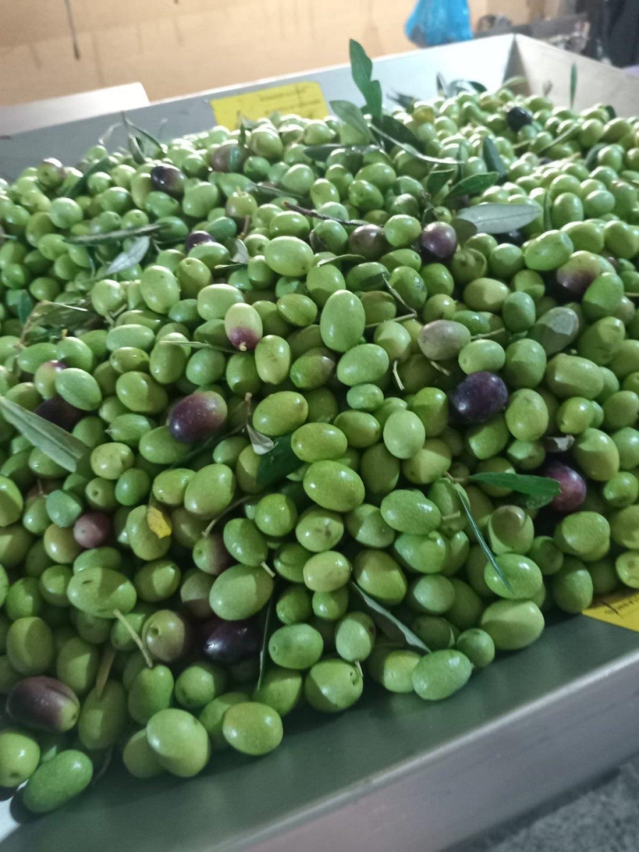 5 Bedroom Property for Sale in Glen Harvie Gauteng