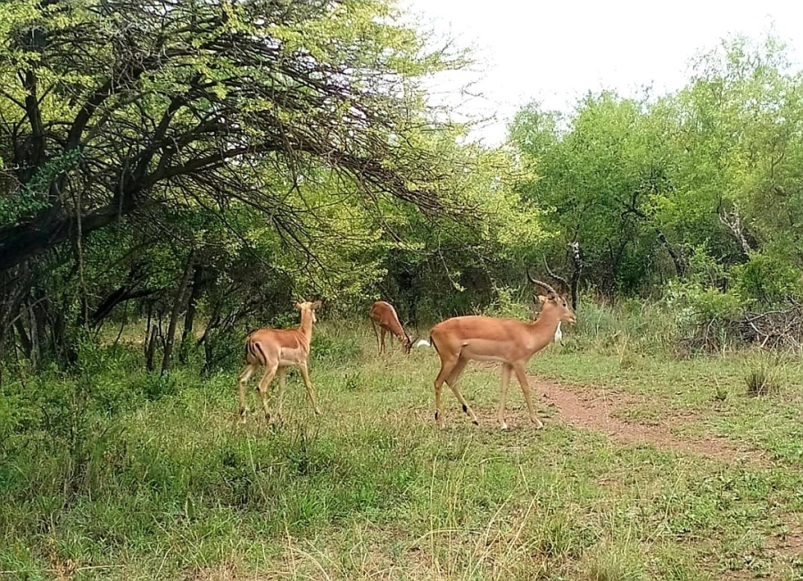 5 Bedroom Property for Sale in Roodeplaat Gauteng