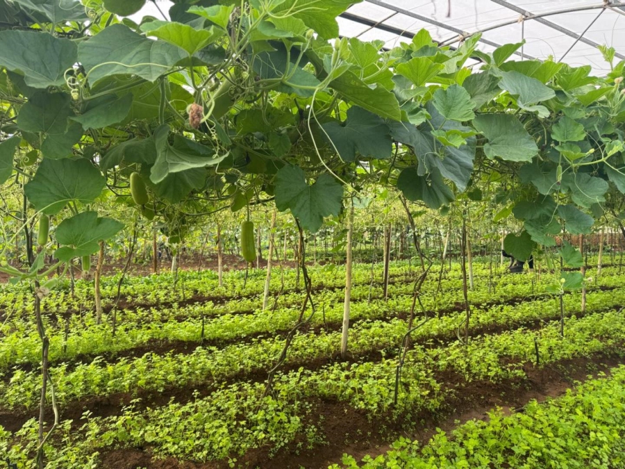 0 Bedroom Property for Sale in Kameelfontein Gauteng