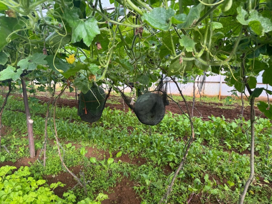 0 Bedroom Property for Sale in Kameelfontein Gauteng