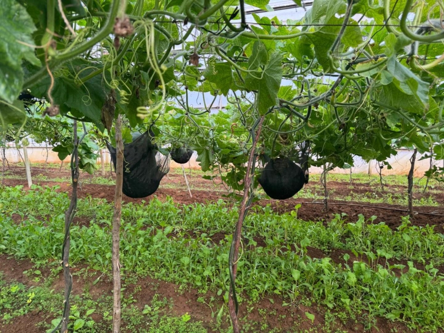 0 Bedroom Property for Sale in Kameelfontein Gauteng