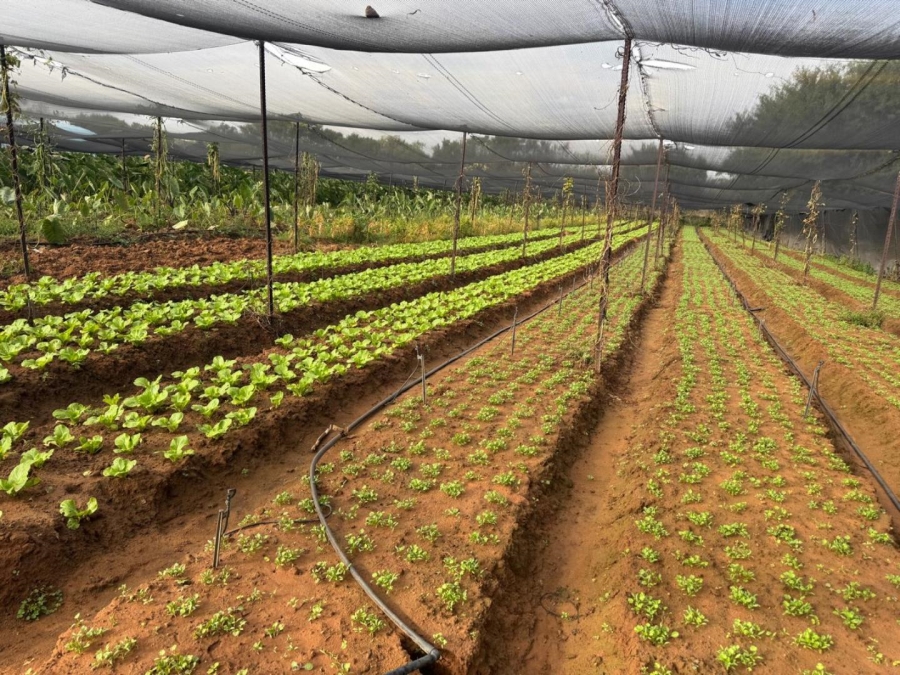 0 Bedroom Property for Sale in Kameelfontein Gauteng