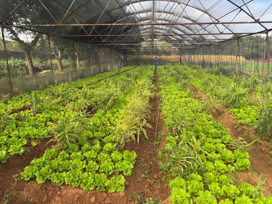 0 Bedroom Property for Sale in Kameelfontein Gauteng