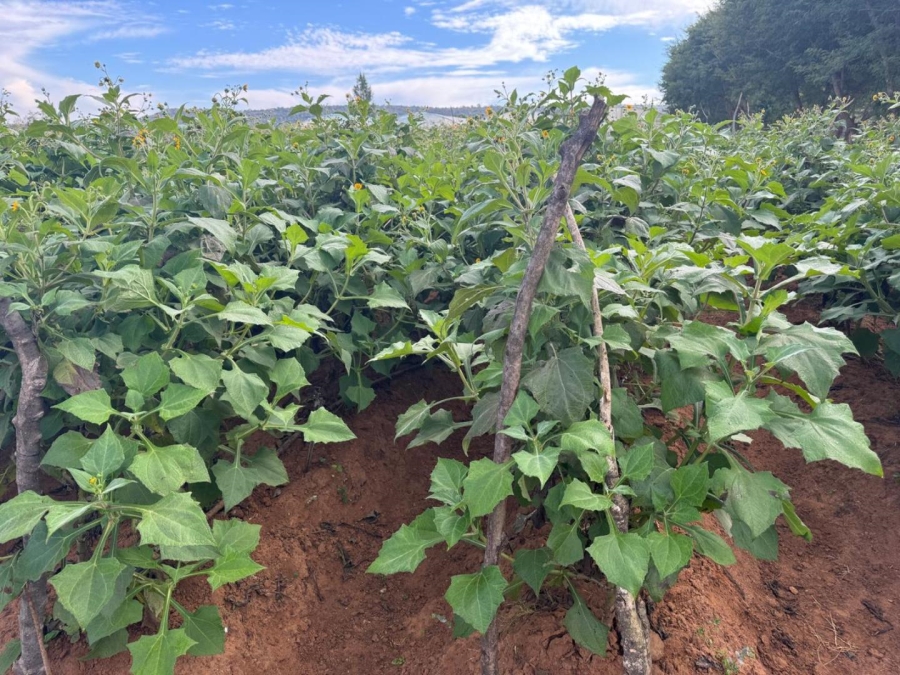 0 Bedroom Property for Sale in Kameelfontein Gauteng