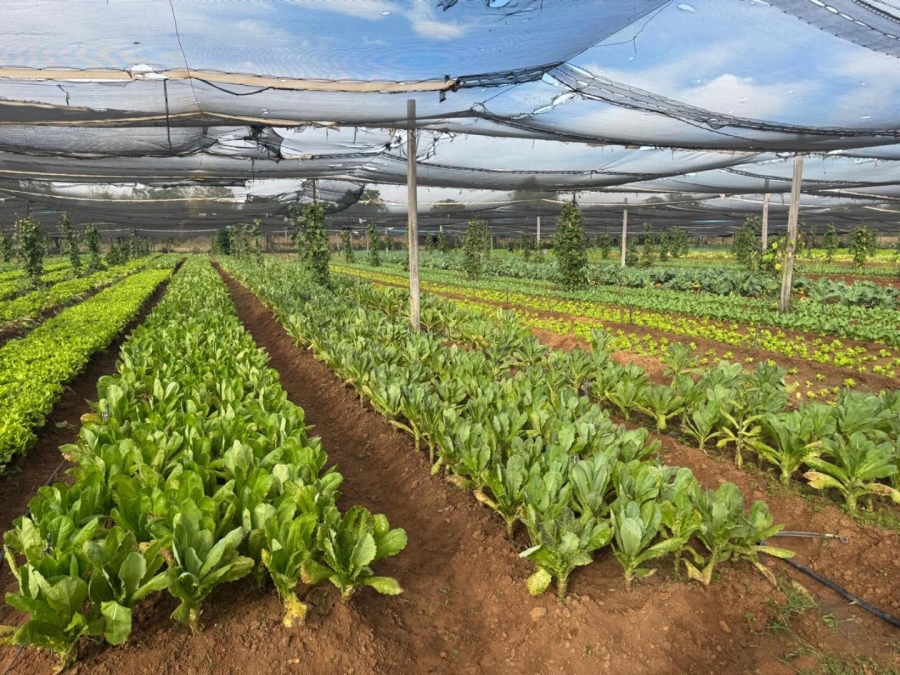 0 Bedroom Property for Sale in Kameelfontein Gauteng