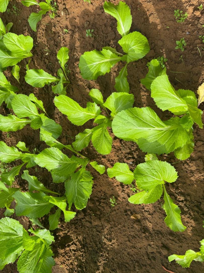 0 Bedroom Property for Sale in Kameelfontein Gauteng