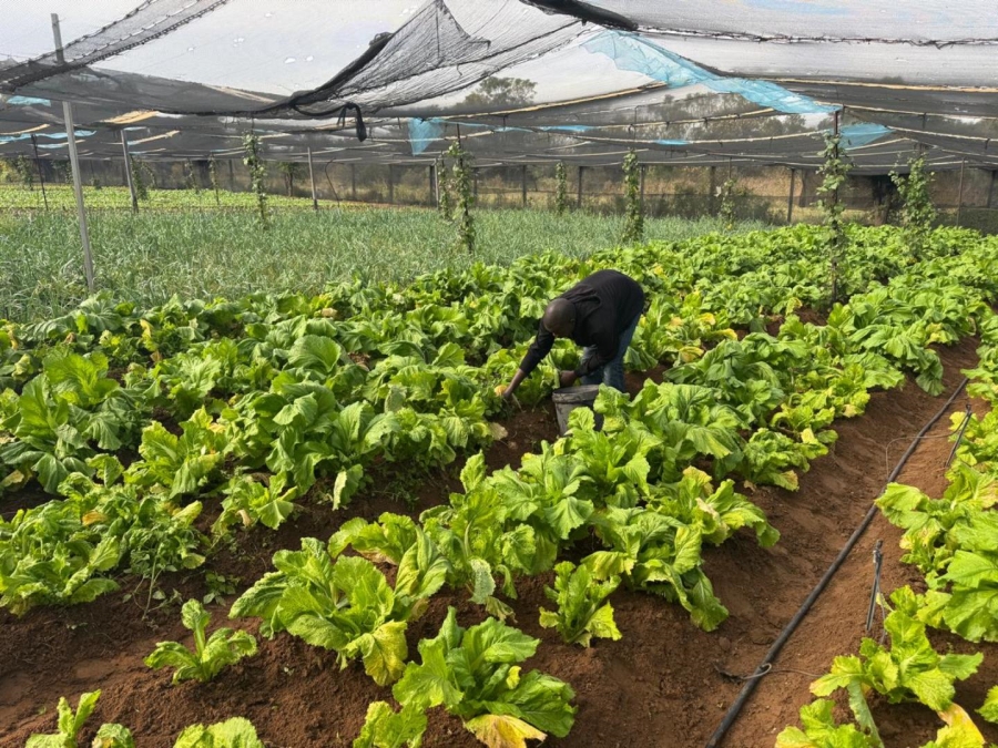 0 Bedroom Property for Sale in Kameelfontein Gauteng