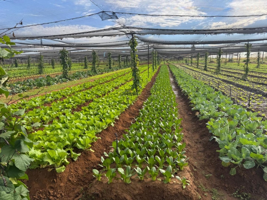 0 Bedroom Property for Sale in Kameelfontein Gauteng