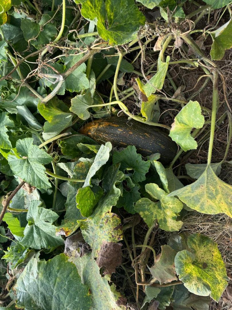 0 Bedroom Property for Sale in Kameelfontein Gauteng