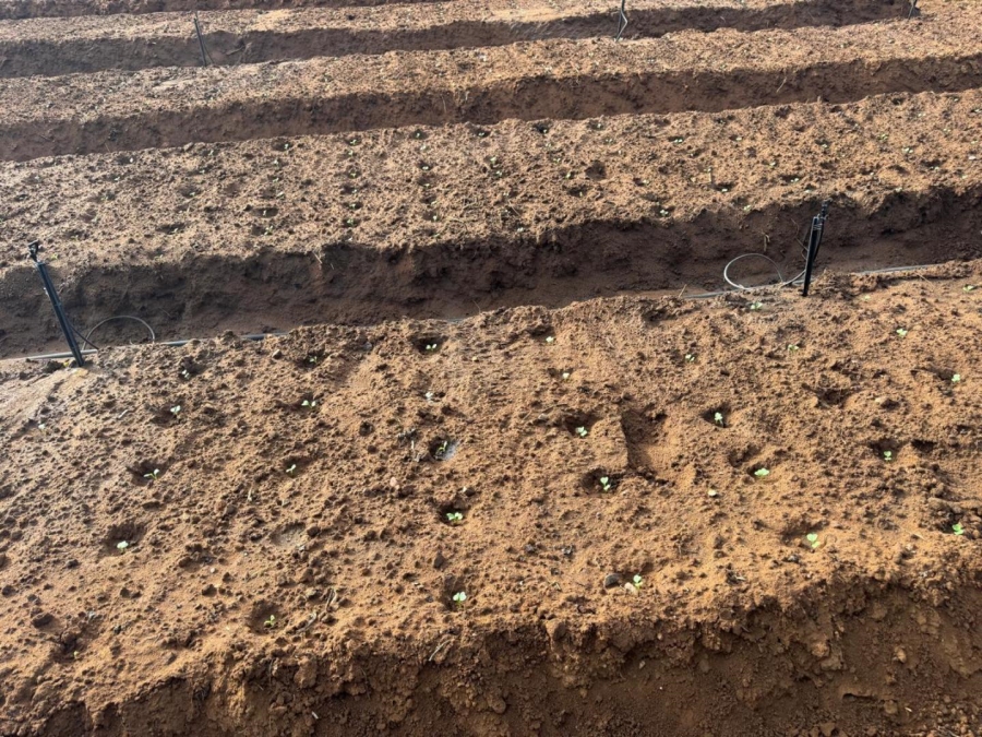 0 Bedroom Property for Sale in Kameelfontein Gauteng