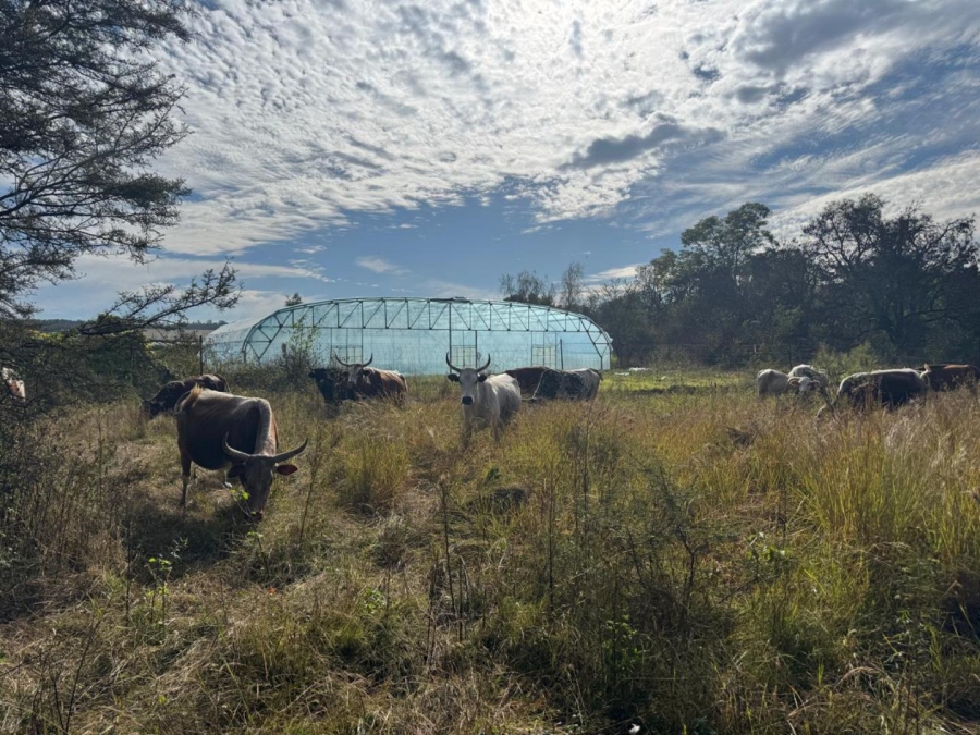 0 Bedroom Property for Sale in Kameelfontein Gauteng