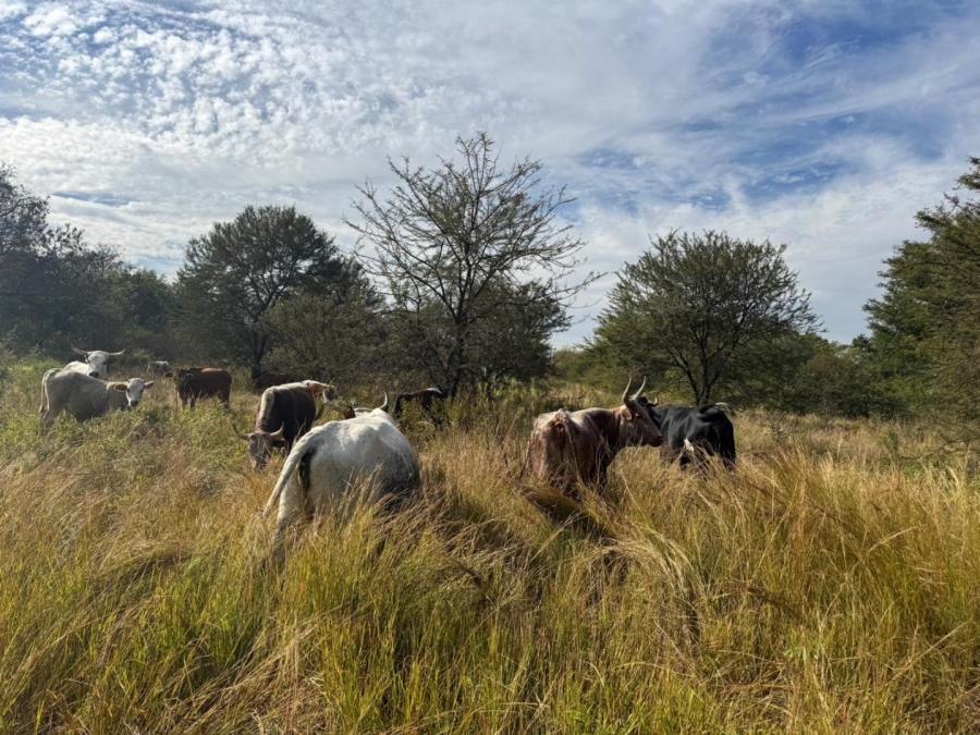 0 Bedroom Property for Sale in Kameelfontein Gauteng