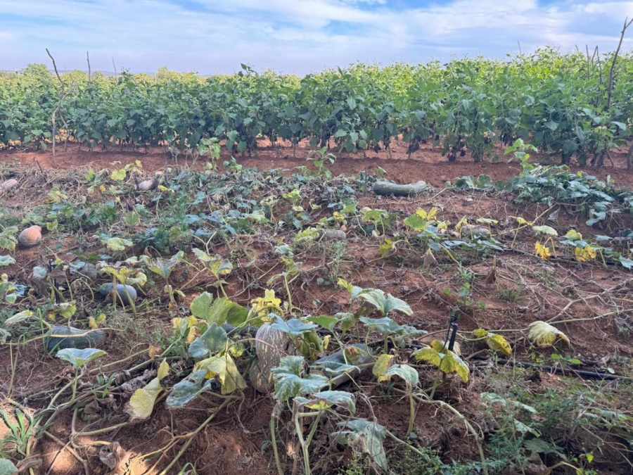 0 Bedroom Property for Sale in Kameelfontein Gauteng