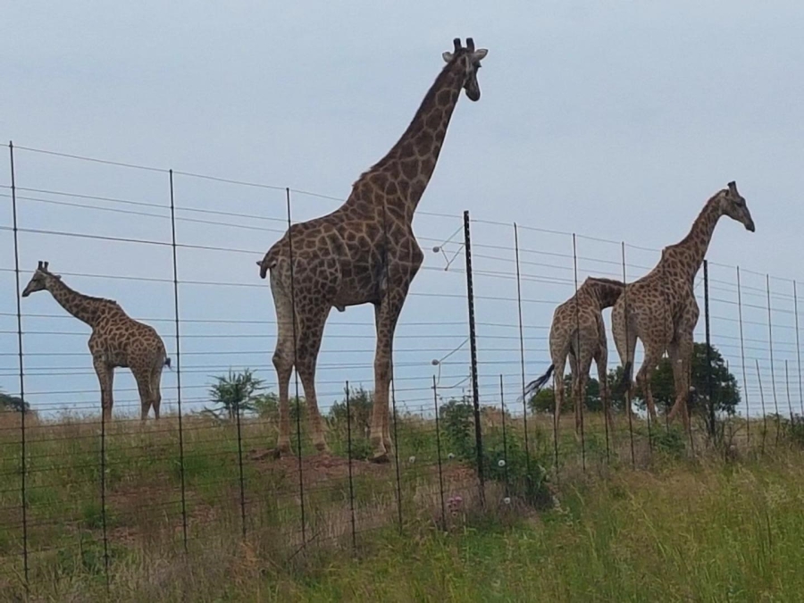 5 Bedroom Property for Sale in Dinokeng Game Reserve Gauteng