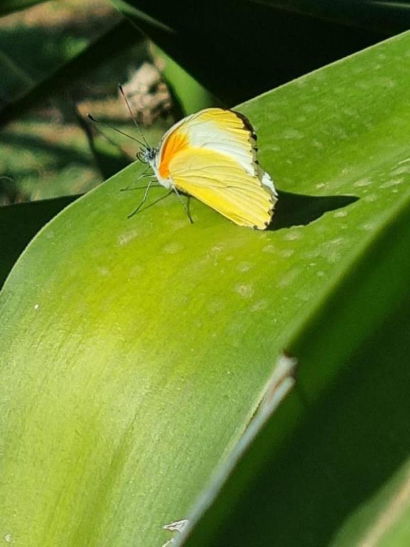 5 Bedroom Property for Sale in Dinokeng Game Reserve Gauteng