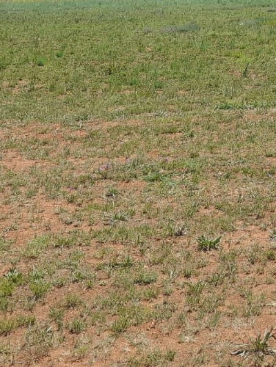 0 Bedroom Property for Sale in Henley on Klip Gauteng