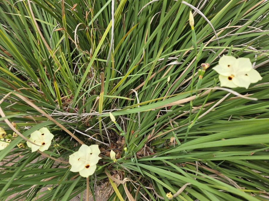 2 Bedroom Property for Sale in Sandown Gauteng